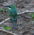 Yala National Park